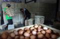 Harga Telur Ayam Naik Tajam di Akhir Tahun