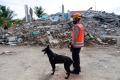 Tim SAR Gunakan Anjing Pelacak untuk Mencari Korban Gempa Mamuju