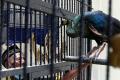 Delapan Tahun Pelihara 4 Burung Merak, Warga Surabaya Pasrahkan Hewan Kesayangannya ke BKSDA