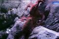 Jakarta Aquarium Perkenalkan Satwa Unik Naga Laut dan Gurita Raksasa