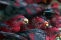 BKSDA Sulsel Amankan Ratusan Burung Nuri Asal Pulau Namlea