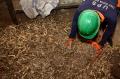 Pemanfaatan Biomassa dari Limbah Kayu dan Ranting Pohon