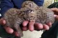 Dua Anak Kucing Hutan Lucu Ditemukan Warga di Ladang