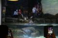 Jakarta Aquarium Safari Hadirkan Atraksi Pinguin di Resto Pingoo