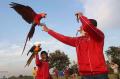 Penggemar Burung Free Flight Gelar Silaturahmi Antar Anggota