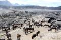Jasa Penyewaan Kuda di Gunung Bromo