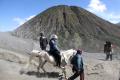 Jasa Penyewaan Kuda di Gunung Bromo