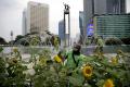 Sambut HUT DKI Jakarta ke-494, Hamparan Bunga Matahari Hiasi Bundaran HI