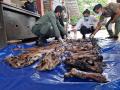 Miris, Kulit dan Tulang Harimau Sumatera Ini Dijual Seharga Rp80 Juta