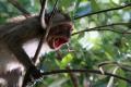 Satwa Liar di Balik Rindangnya Hutan Bakau Ekowisata Mangrove Wonorejo Surabaya