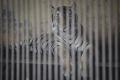 Tino, Harimau Sumatera yang Terpapar Covid-19 di Ragunan