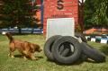 Pelatihan Anjing SAR untuk Bencana Alam
