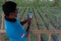 Pertanian Berbasis Teknologi di Desa Gobleg Bali