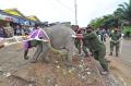 Evakuasi Anak Gajah Sumatera di Jambi
