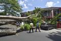 Pohon Tumbang di Samping Kantor Gubernur NTB, Satu Mobil dan Lima Motor Ringsek