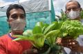 Budidaya Urban Farming di Semarang Kembali Bergeliat