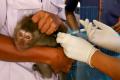 Vaksin Rabies Gratis di Jakarta