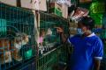 Berburu Hewan Peliharaan di Pasar Barito