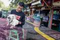 Berburu Hewan Peliharaan di Pasar Barito