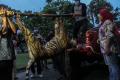 Harimau Sumatera di Riau Mati Terjerat