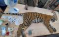 Harimau Sumatera Jalani Pemeriksaan Sebelum Dilepasliarkan
