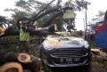 Mobil Tertimpa Pohon Tumbang Usai Hujan Deras Disertai Angin Kencang