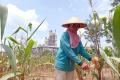 361 Petani Sanggem Garap Lahan 119,25 Hektar Milik Semen Gresik di Rembang