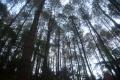 Menikmati Pesona Alam di DeLoano Glamping, Kawasan Hutan Pinus di Ketinggian 850 MDPL
