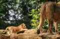 Kelahiran Dua Anak Singa di Kebun Binatang Bandung