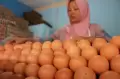 Harga Telur Berangsur Normal