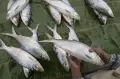 Laris Manis Pedagang Ikan Bandeng Musiman Jelang Imlek, Dijual Rp80.000-Rp120.000 per Ekor