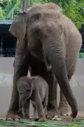Kelahiran Anak Gajah Sumatra di Kebun Binatang Bali