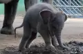 Kelahiran Anak Gajah Sumatra di Kebun Binatang Bali