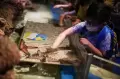 Liburan Idul Fitri di Jakarta Aquarium dan Safari