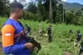 Pemusnahan 3,5 Hektare Lahan Tanaman Ganja di Gunung Seulawah Aceh
