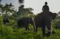 Translokasi Dua Ekor Gajah Liar dari Permukiman Warga di Riau