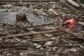 Pembersihan Sampah Bambu di Bendungan Koja Bekasi