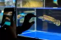 250 Ragam Warna Snakehead Fish Dikonteskan di Palembang