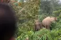 Gajah Liar Masuk ke Perkebunan Kopi Milik Warga