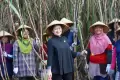 Momen Ketua DPR Puan Maharani Panen Tebu Bersama Petani