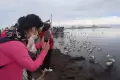 Melihat Migrasi Burung di Danau Qinghai
