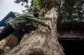 Pengukuran Tingkat Kekeroposan Pohon di Jakarta