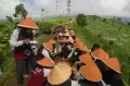 Tradisi Wiwitan Panen Raya Tembakau di Lereng Gunung Prau Temanggung