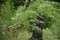 BNNP Aceh Bersama TNI dan Polri Musnahkan 4 Hektare Tanaman Ganja di Pegunungan Aceh Besar