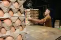 Harga Telur Ayam Masih Melonjak Tinggi