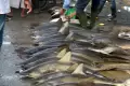 Penangkapan Ikan Hiu di Aceh Masih Marak