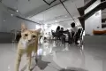 Kafe Pecinta Kucing di BSD Serpong
