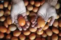 Harga Telur Ayam di Tingkat Peternak Tembus Rp28 Ribu per Kg