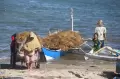 Panen Rumput Laut di Bantaeng