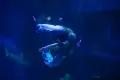 Atraksi Putri Duyung Avatar di Jakarta Aquarium